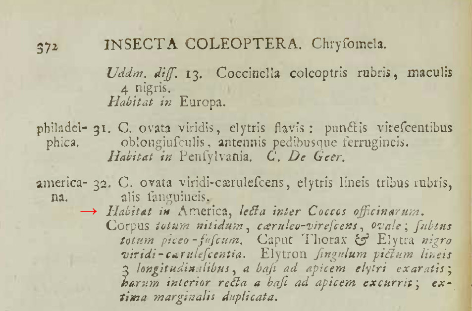 Chrysolina americana: etimologia